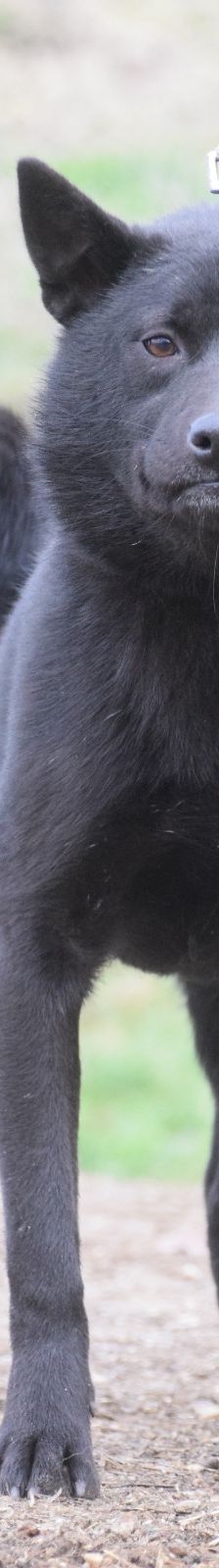 shora – Mischling, Weibchen, 1 Jahr, Ungarn – Foto 3