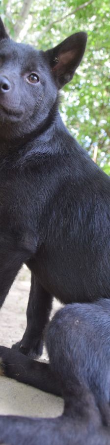 shora – Mischling, Weibchen, 1 Jahr, Ungarn – Foto 5