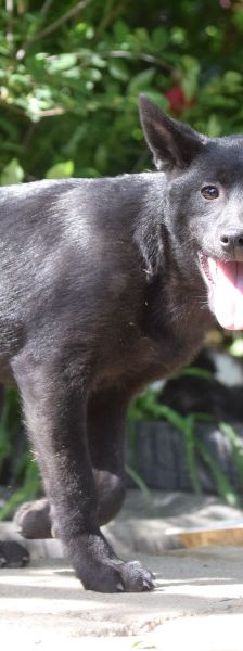 shora – Mischling, Weibchen, 1 Jahr, Ungarn – Foto 8