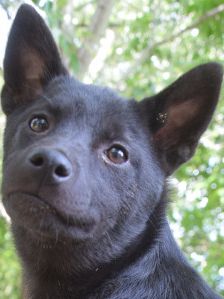 shora – Mischling, Weibchen, 1 Jahr, Ungarn – Foto 11