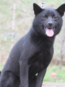 shora – Mischling, Weibchen, 1 Jahr, Ungarn – Foto 13
