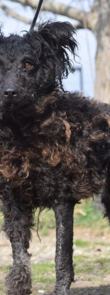 cordula – Mischling, Weibchen, 3 Jahre, Ungarn – Foto 1