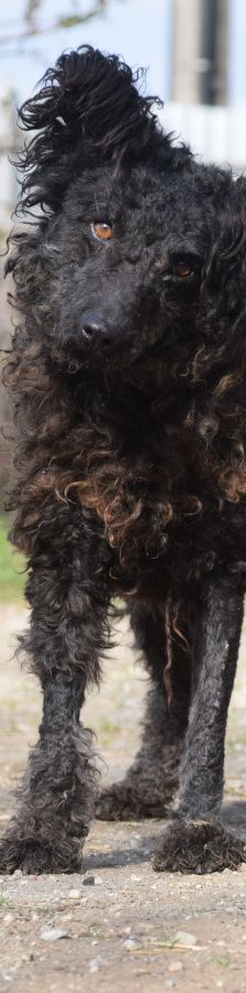 cordula – Mischling, Weibchen, 3 Jahre, Ungarn – Foto 2
