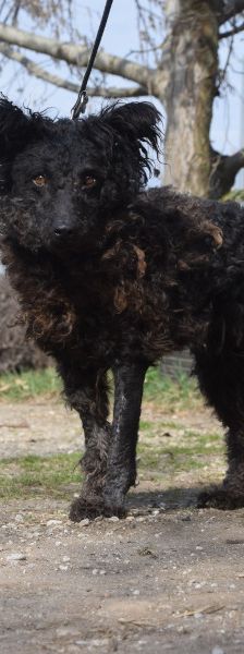 cordula – Mischling, Weibchen, 3 Jahre, Ungarn – Foto 5