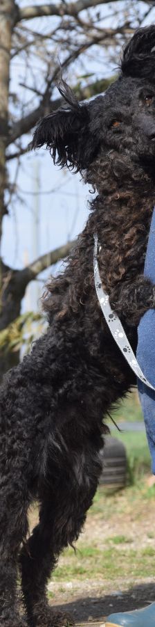 cordula – Mischling, Weibchen, 3 Jahre, Ungarn – Foto 6