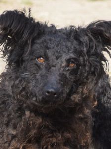 cordula – Mischling, Weibchen, 3 Jahre, Ungarn – Foto 7