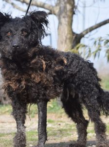 cordula – Mischling, Weibchen, 3 Jahre, Ungarn – Foto 9