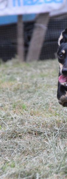sylvia – Mischling, Weibchen, 3 Jahre, Ungarn – Foto 8