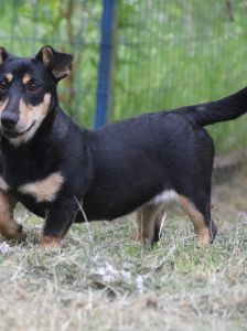 sylvia – Mischling, Weibchen, 3 Jahre, Ungarn – Foto 10
