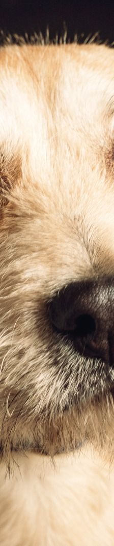 Lim – Mischling, Männchen, 1 Jahr, Ungarn – Foto 7
