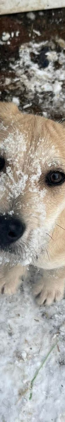 Lim – Mischling, Männchen, 1 Jahr, Ungarn – Foto 9