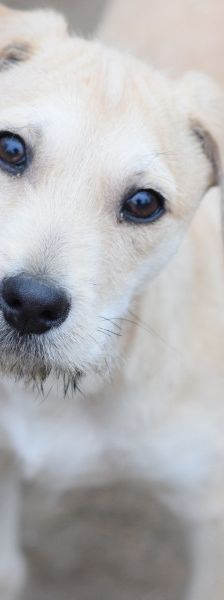 Lim – Mischling, Männchen, 1 Jahr, Ungarn – Foto 10