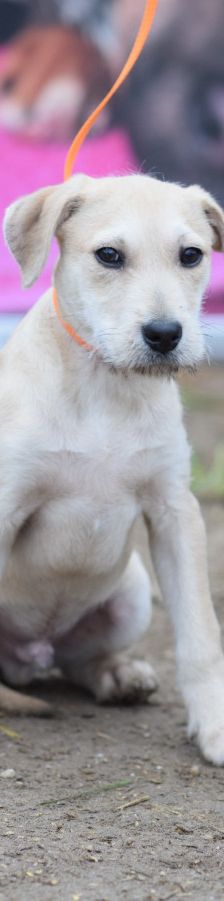 Lim – Mischling, Männchen, 1 Jahr, Ungarn – Foto 13