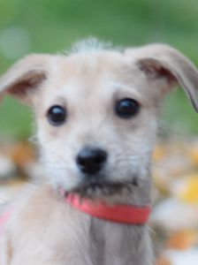 Lim – Mischling, Männchen, 1 Jahr, Ungarn – Foto 15
