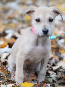 Lim – Mischling, Männchen, 1 Jahr, Ungarn – Foto 16