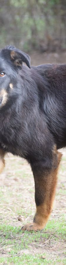 Clyde – Mischling, Weibchen, 5 Jahre – Foto 1