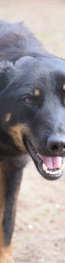 Clyde – Mischling, Weibchen, 5 Jahre – Foto 2
