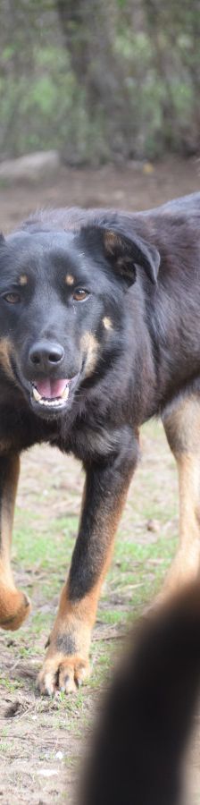 Clyde – Mischling, Weibchen, 5 Jahre – Foto 3