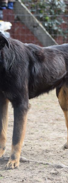 Clyde – Mischling, Weibchen, 5 Jahre – Foto 4
