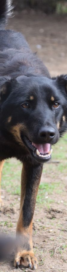 Clyde – Mischling, Weibchen, 5 Jahre – Foto 5