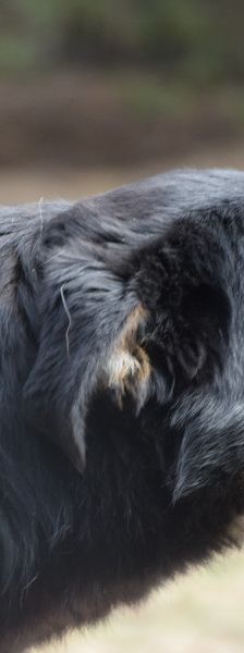 Clyde – Mischling, Weibchen, 5 Jahre – Foto 6