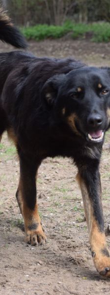 Clyde – Mischling, Weibchen, 5 Jahre – Foto 7