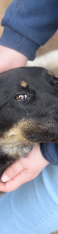 Clyde – Mischling, Weibchen, 5 Jahre – Foto 8