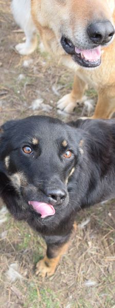 Clyde – Mischling, Weibchen, 5 Jahre – Foto 9