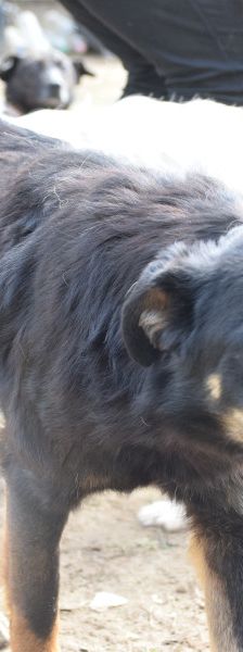 Clyde – Mischling, Weibchen, 5 Jahre – Foto 10
