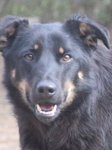 Clyde – Mischling, Weibchen, 5 Jahre – Foto 11
