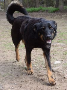 Clyde – Mischling, Weibchen, 5 Jahre – Foto 12