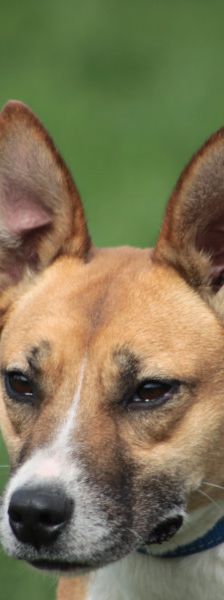 caroline – Mischling, Weibchen, 3 Jahre, Ungarn – Foto 2