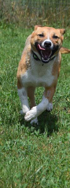 caroline – Mischling, Weibchen, 3 Jahre, Ungarn – Foto 16