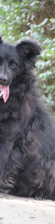 gunnar – Mischling, Männchen, 5 Jahre, Ungarn – Foto 2