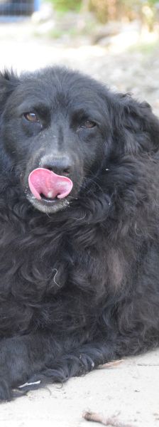 gunnar – Mischling, Männchen, 5 Jahre, Ungarn – Foto 4