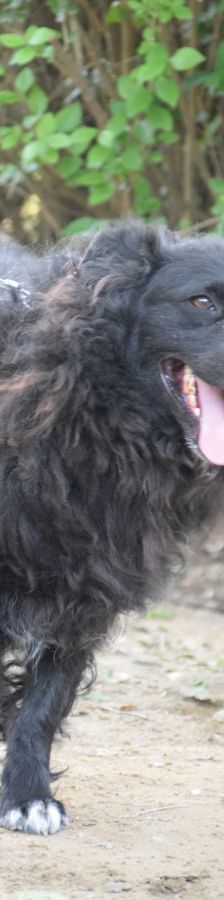 gunnar – Mischling, Männchen, 5 Jahre, Ungarn – Foto 6