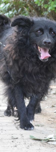 gunnar – Mischling, Männchen, 5 Jahre, Ungarn – Foto 7