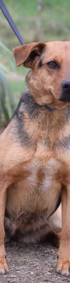 Georgina – Mischling, Weibchen, 2 Jahre, Ungarn – Foto 1