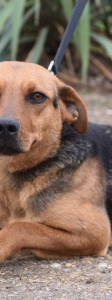 Georgina – Mischling, Weibchen, 2 Jahre, Ungarn – Foto 2