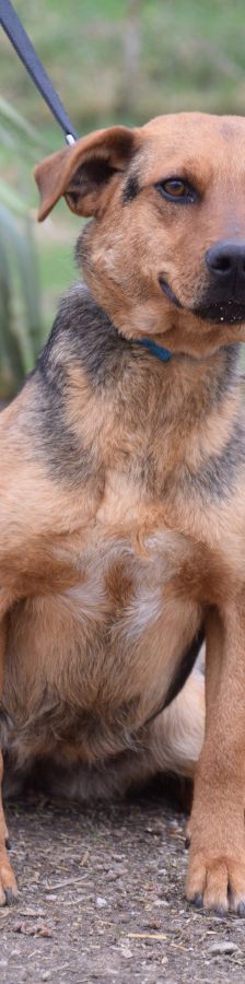 Georgina – Mischling, Weibchen, 2 Jahre, Ungarn – Foto 3