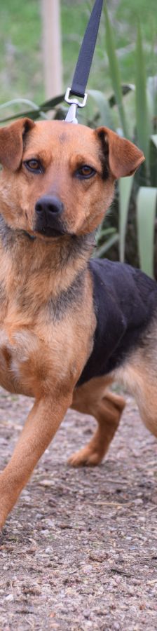 Georgina – Mischling, Weibchen, 2 Jahre, Ungarn – Foto 4