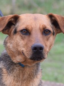 Georgina – Mischling, Weibchen, 2 Jahre, Ungarn – Foto 6