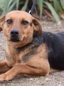 Georgina – Mischling, Weibchen, 2 Jahre, Ungarn – Foto 7