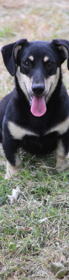 esther – Hund, Weibchen, 1 Jahr, Ungarn – Foto 1