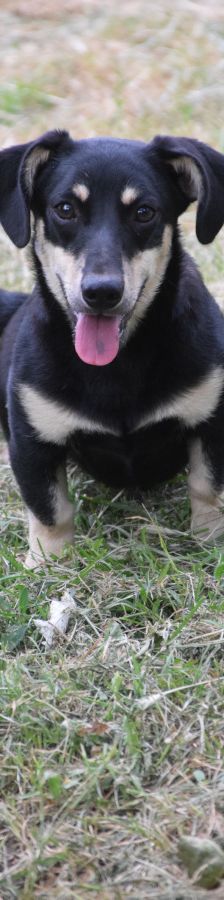 esther – Hund, Weibchen, 1 Jahr, Ungarn – Foto 2