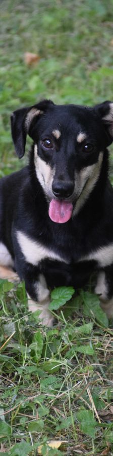 esther – Hund, Weibchen, 1 Jahr, Ungarn – Foto 3