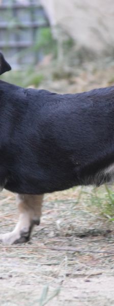 esther – Hund, Weibchen, 1 Jahr, Ungarn – Foto 4