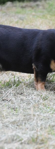 esther – Hund, Weibchen, 1 Jahr, Ungarn – Foto 5