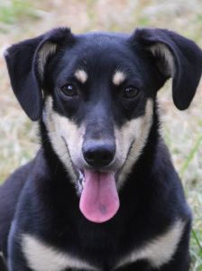 esther – Hund, Weibchen, 1 Jahr, Ungarn – Foto 6