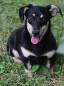esther – Hund, Weibchen, 1 Jahr, Ungarn – Foto 7
